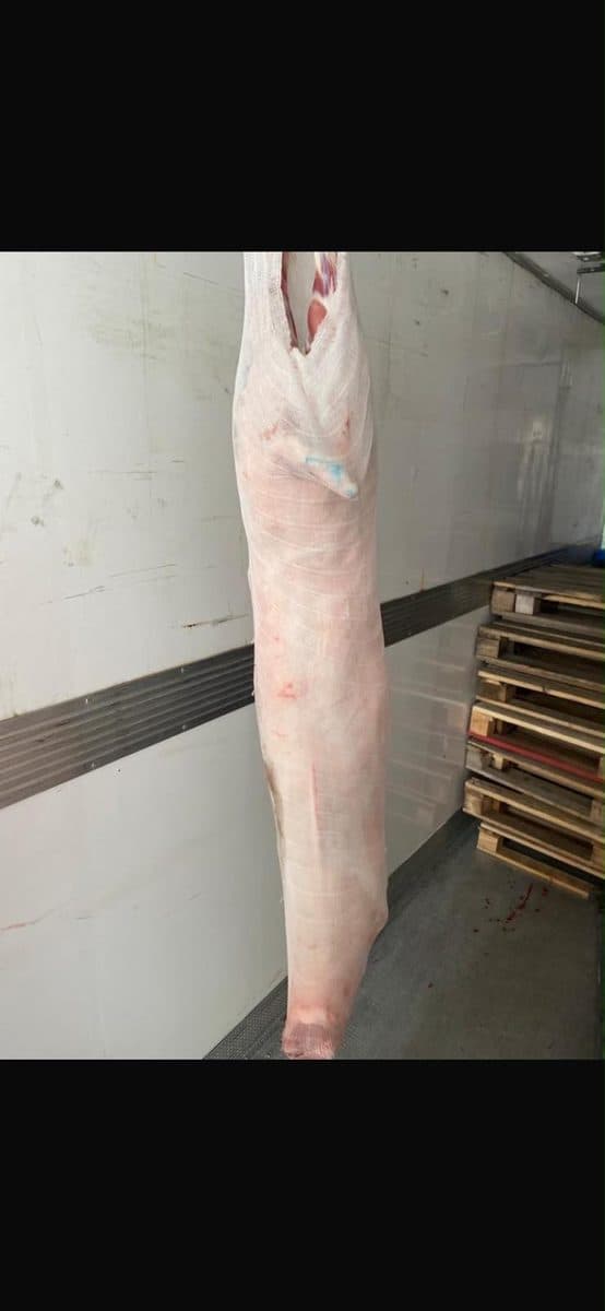 High-stretch lamb and sheep carcass stockinette in factory